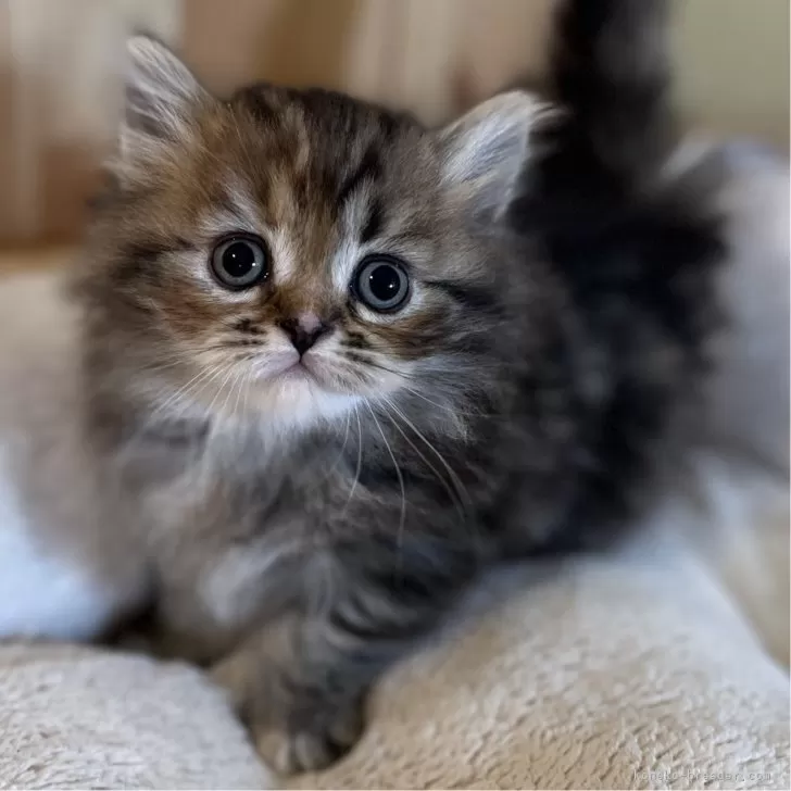 ID:2405-03576の子猫