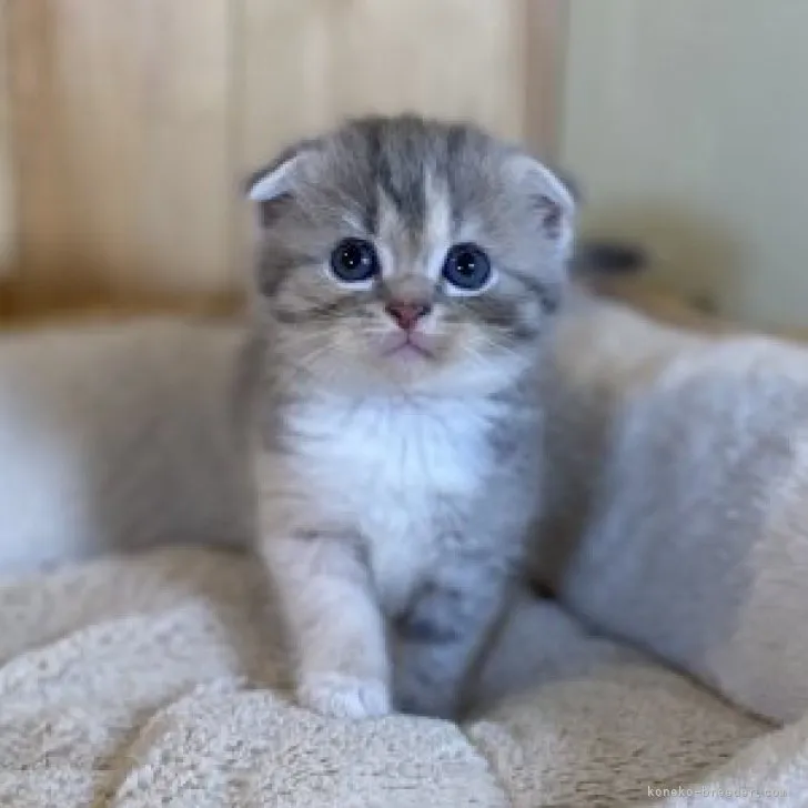 ID:2307-02037の子猫