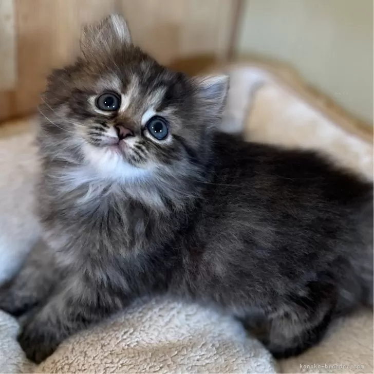 ID:2408-01839の子猫