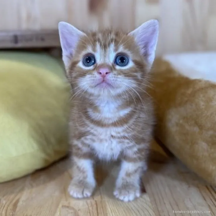 ID:2307-02869の子猫