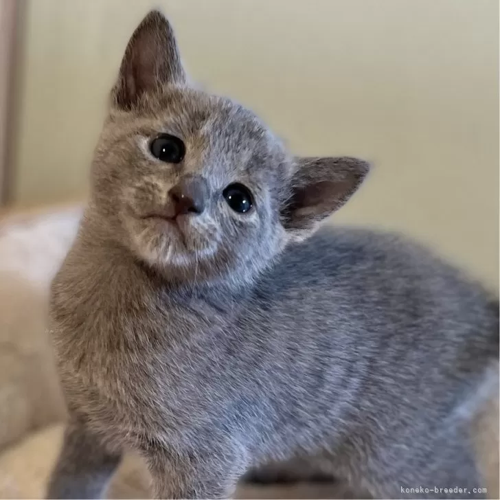 ジジママ 様のお迎えした子猫