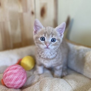 アメリカンショートヘア【長野県・男の子・2023年1月31日・クリームタビー】の写真「毛色の綺麗な男の子！」