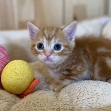 マンチカン(短足)【長野県・男の子・2023年1月31日・レッドタビー】の写真「模様の綺麗な可愛い男の子！」