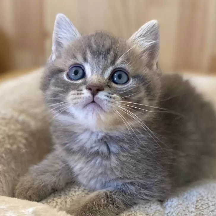 ID:2504-02323の子猫