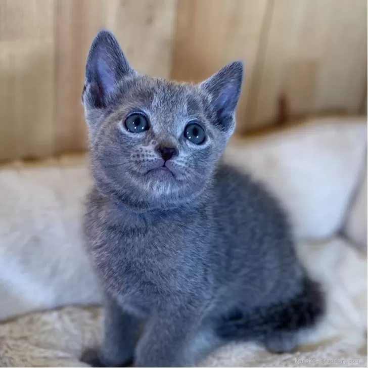 M.K 様のお迎えした子猫