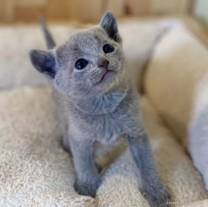 ID:2502-02221の子猫