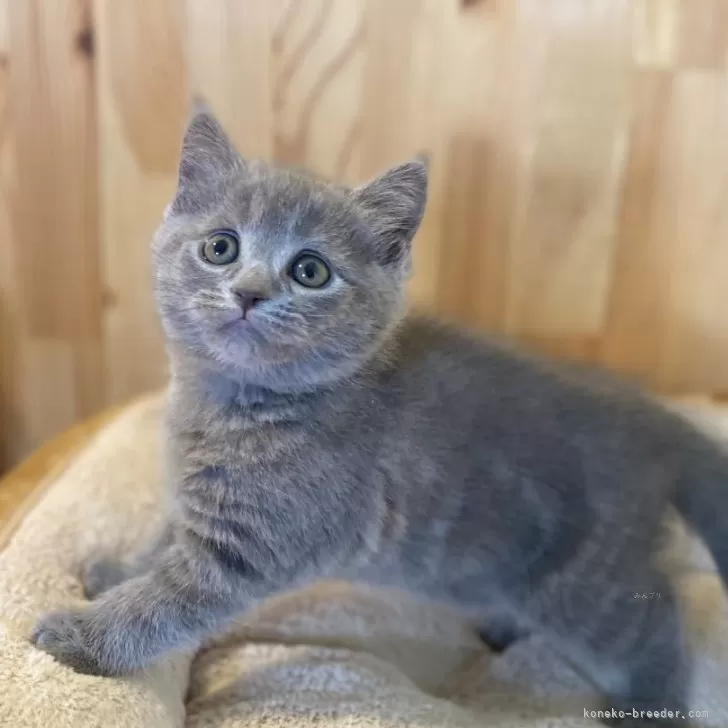 ID:2504-00081の子猫