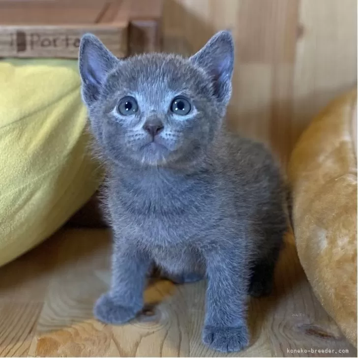 Y.K 様のお迎えした子猫