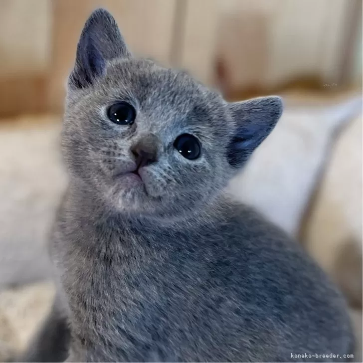 M 様のお迎えした子猫