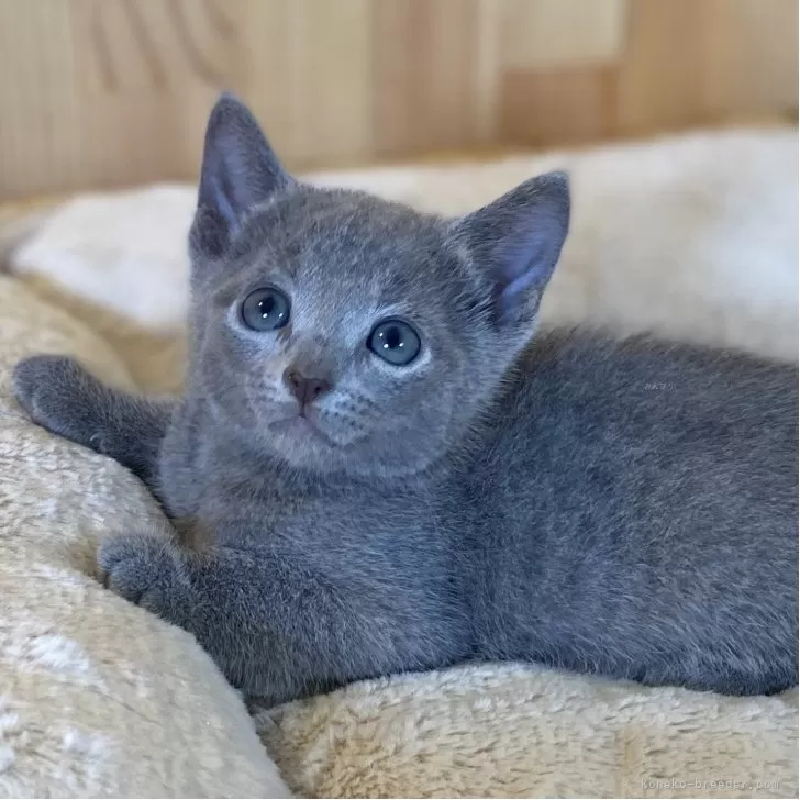 J.H 様のお迎えした子猫