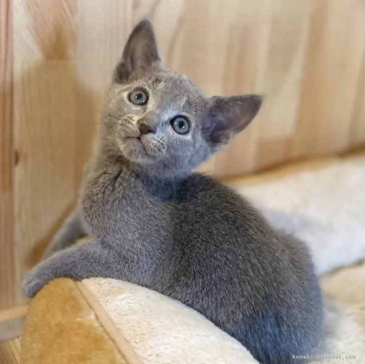 ID:2504-00400の子猫