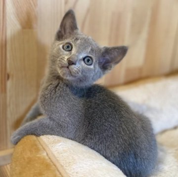 ロシアンブルー【長野県・男の子・2025年2月15日・ブルー】の写真「遊ぶの大好きな男の子🐱」