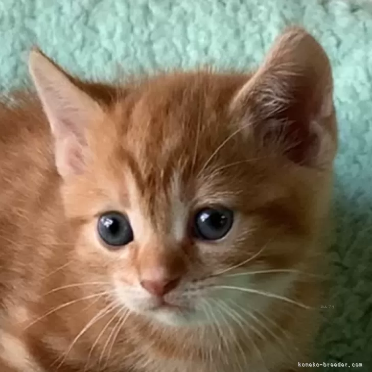 ID:2410-02684の子猫