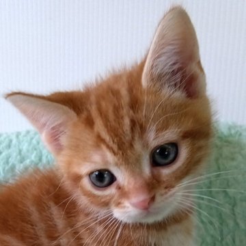 茶トラってどんな猫？ 茶トラの特徴やほかのトラ猫との違いについて｜みんなの子猫ブリーダー