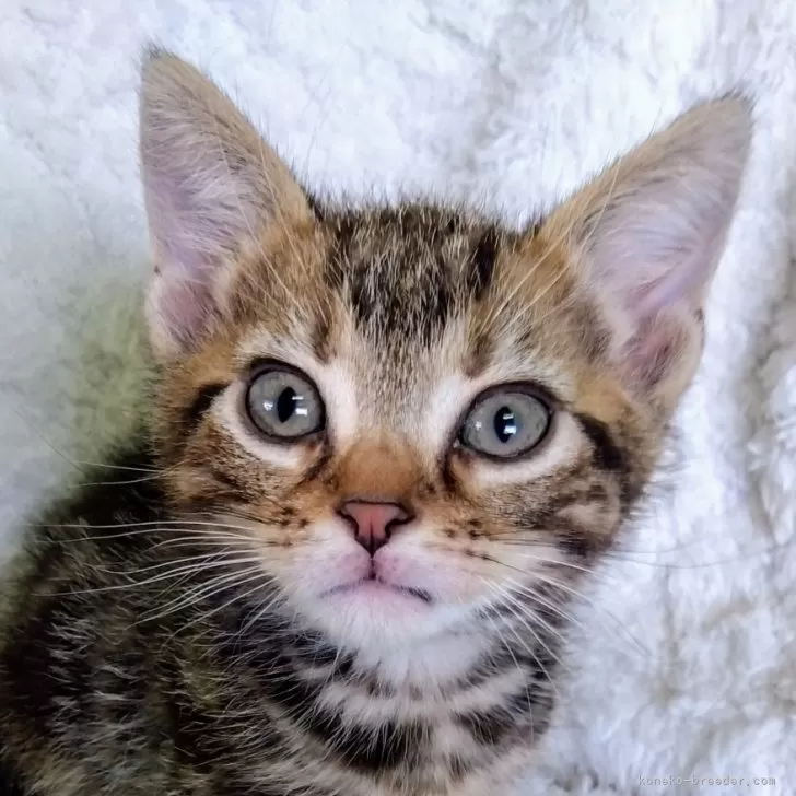ID:2504-00164の子猫