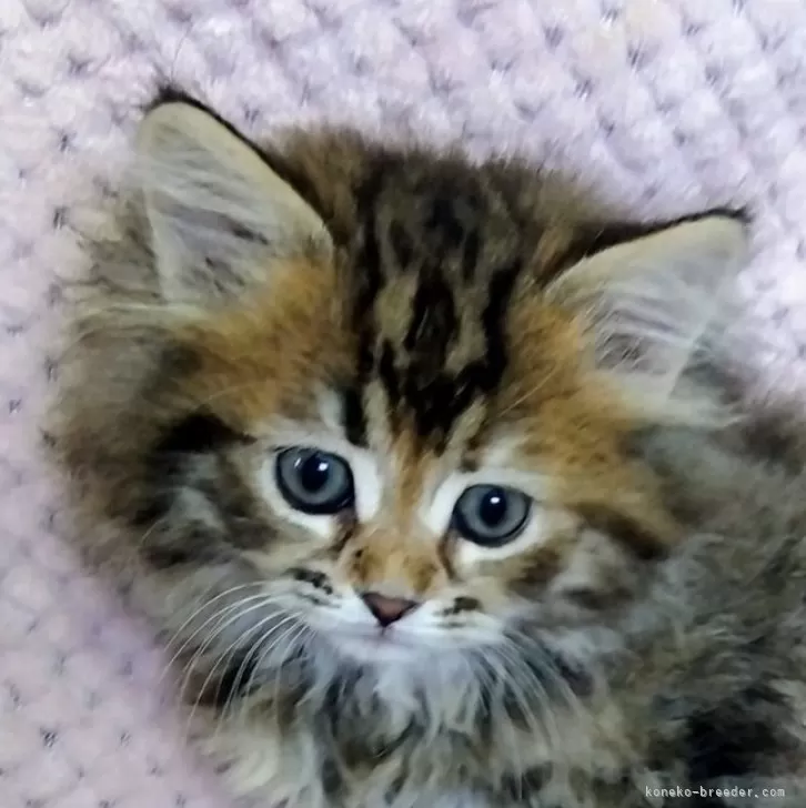 ID:2503-00925の子猫