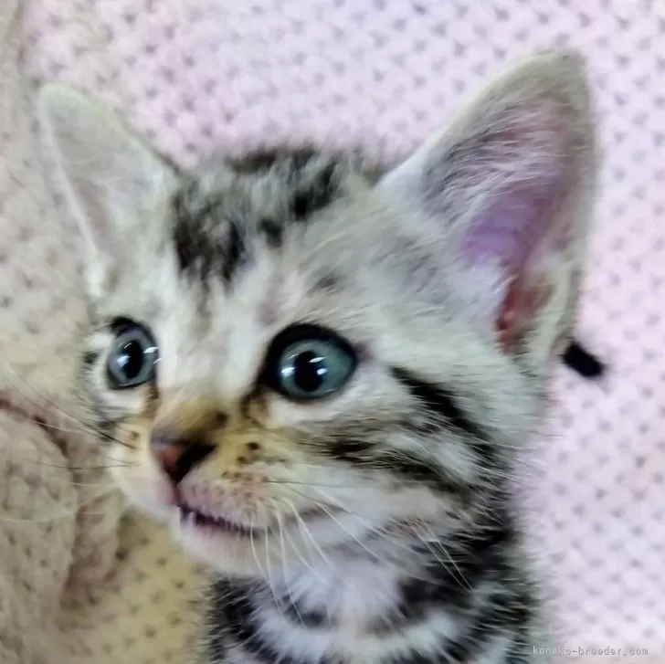 ID:2504-00166の子猫