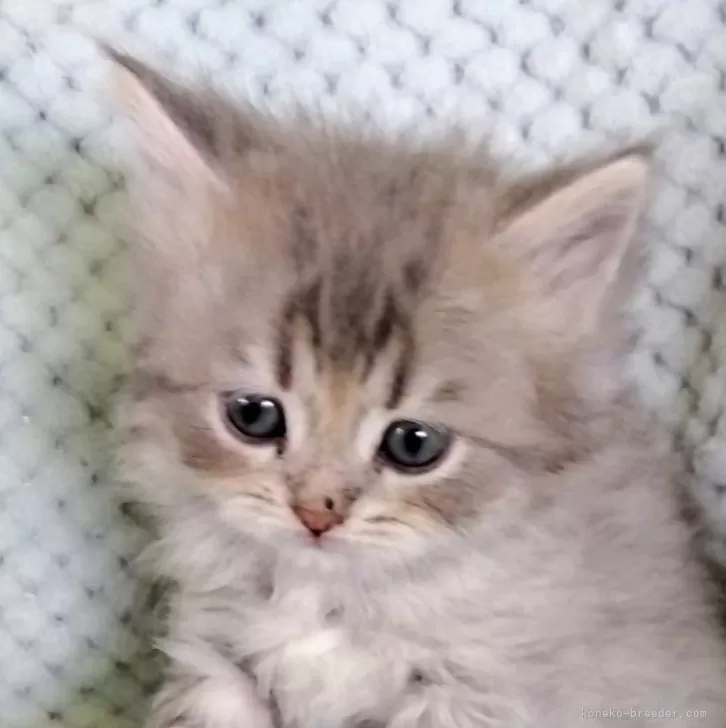 ID:2503-02378の子猫
