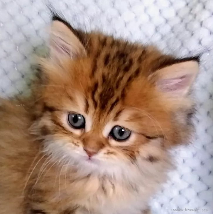 ID:2503-02375の子猫