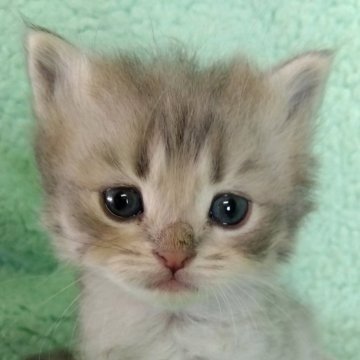 サイベリアン【山形県・男の子・2025年2月23日・ブルーマッカレルタビー】の写真「淡いブルーが綺麗な男の子です」