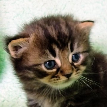 サイベリアン【山形県・男の子・2025年2月8日・ブラウンマッカレルタビー】の写真「毛色のキレイな男の子です」