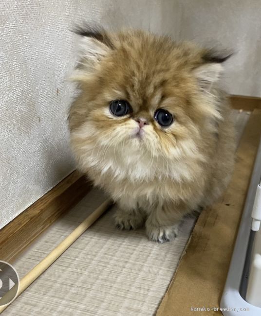 ペルシャ チンチラ 広島県 男の子 年11月30日 チンチラ ゴールデン 犯罪級のかわいさ みんなの子猫ブリーダー 子猫id 12