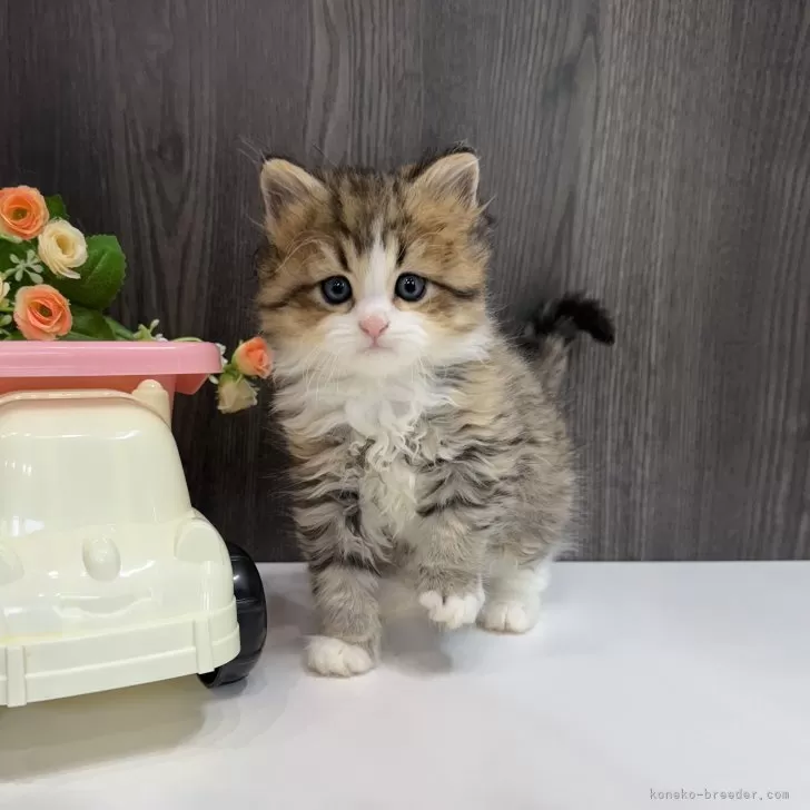 ID:2504-03404の子猫