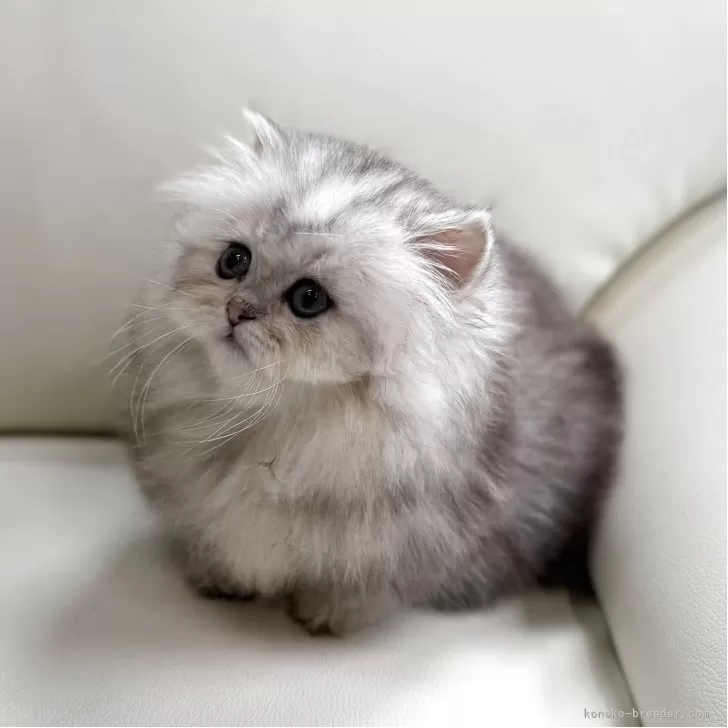 S.Y 様のお迎えした子猫