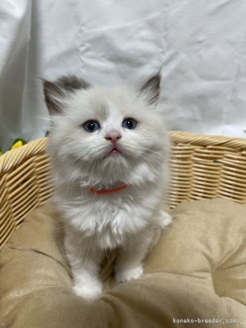 ラグドール💓やがて、お母さんになります。｜山本　峰子(やまもと　みねこ)ブリーダー(群馬県・サイベリアンなど・JCC登録)の紹介写真9