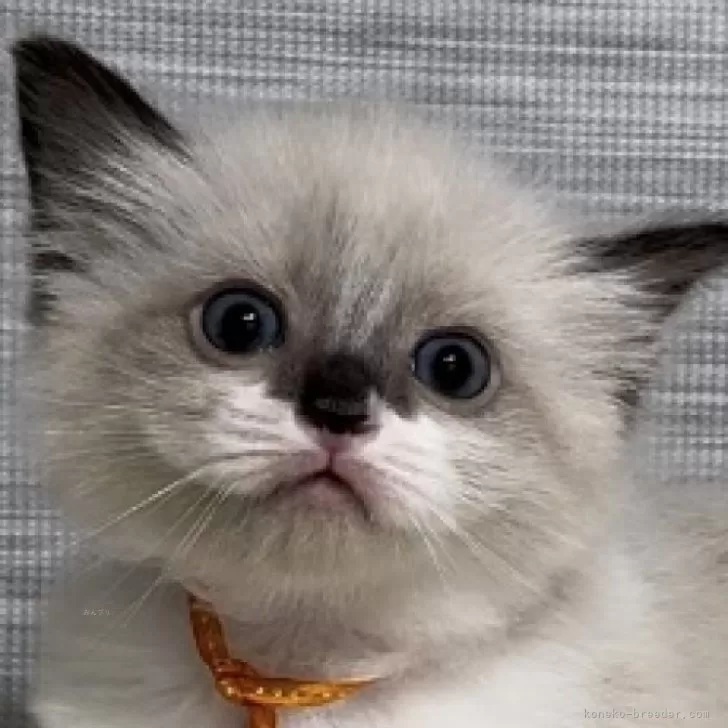 ID:2408-01735の子猫