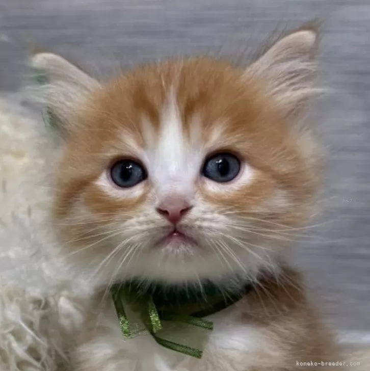 ID：2410-02729の子猫