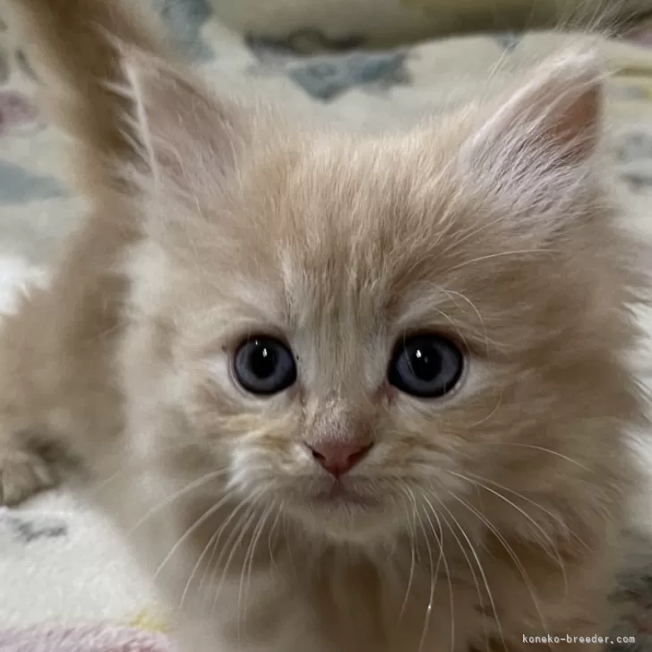 さくらっこ 様のお迎えした子猫