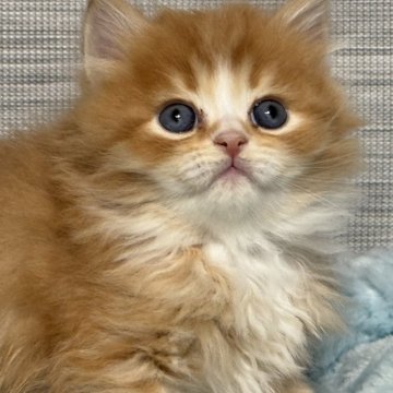 サイベリアン【群馬県・男の子・2025年2月20日・レッドタビー（ふわふわ）】の写真「穏やかなほんわりした男の子」