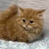 ミヌエット(短足)