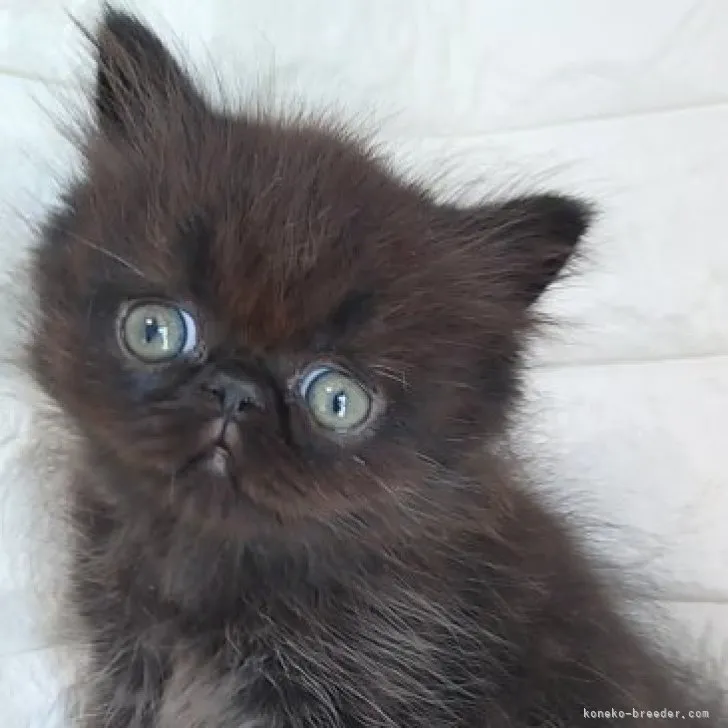 ID:2311-00628の子猫