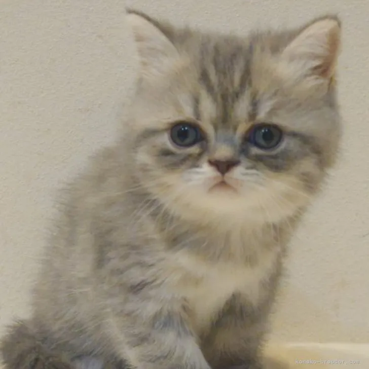 K.H 様のお迎えした子猫