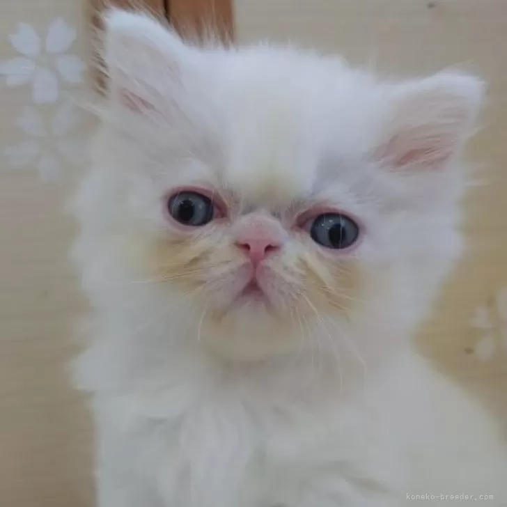 ID:2404-00490の子猫