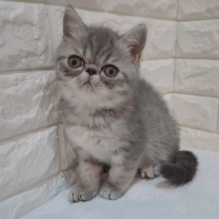 ID:2410-03454の子猫
