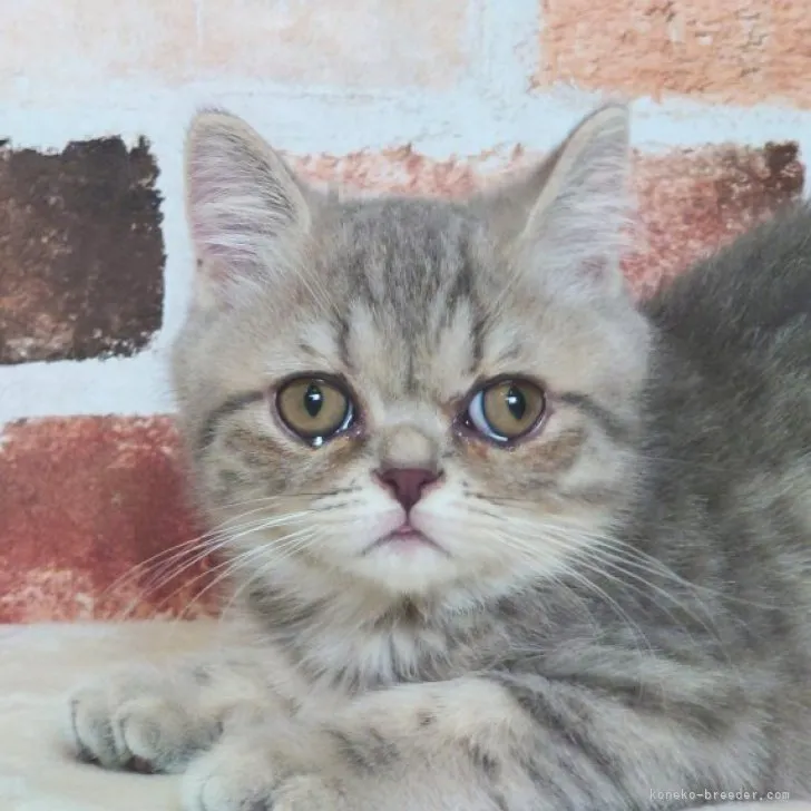 ID:2304-01741の子猫