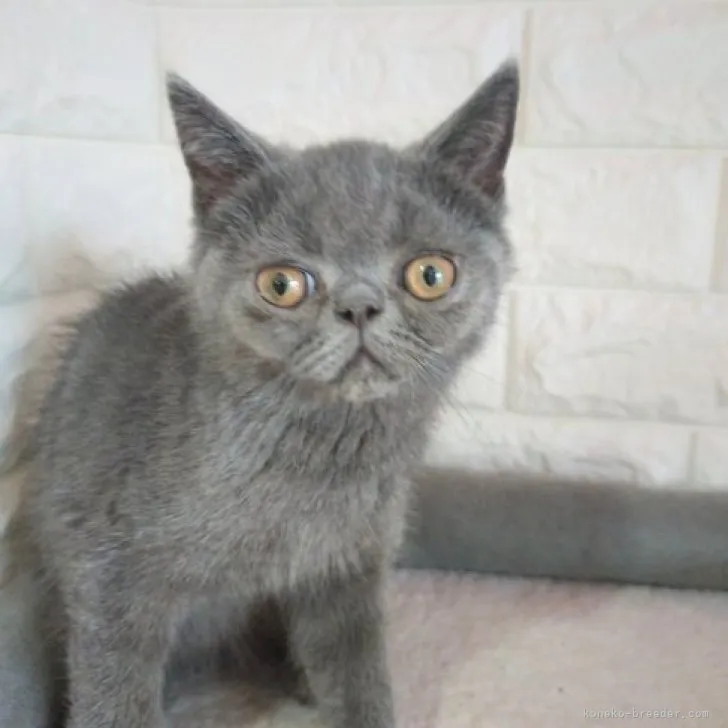 ID:2306-00483の子猫
