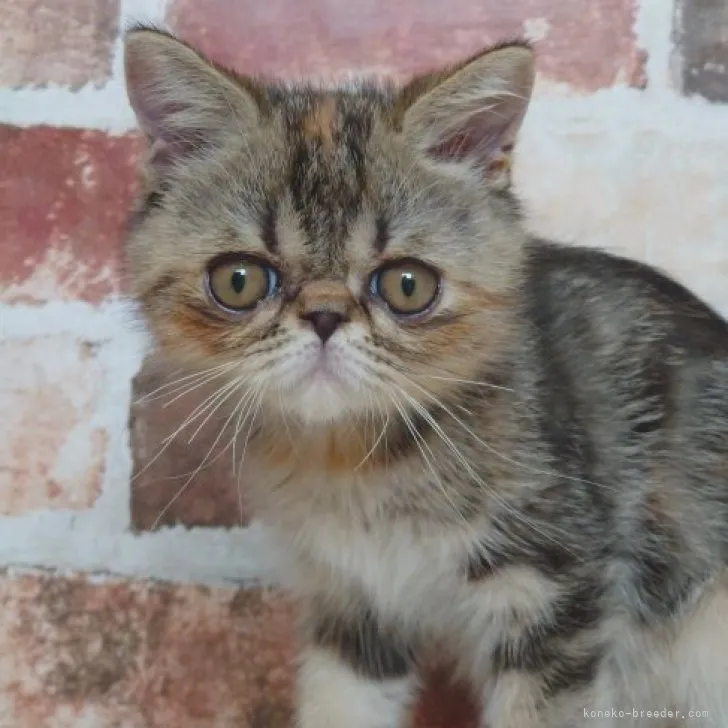 ID：2304-02281の子猫