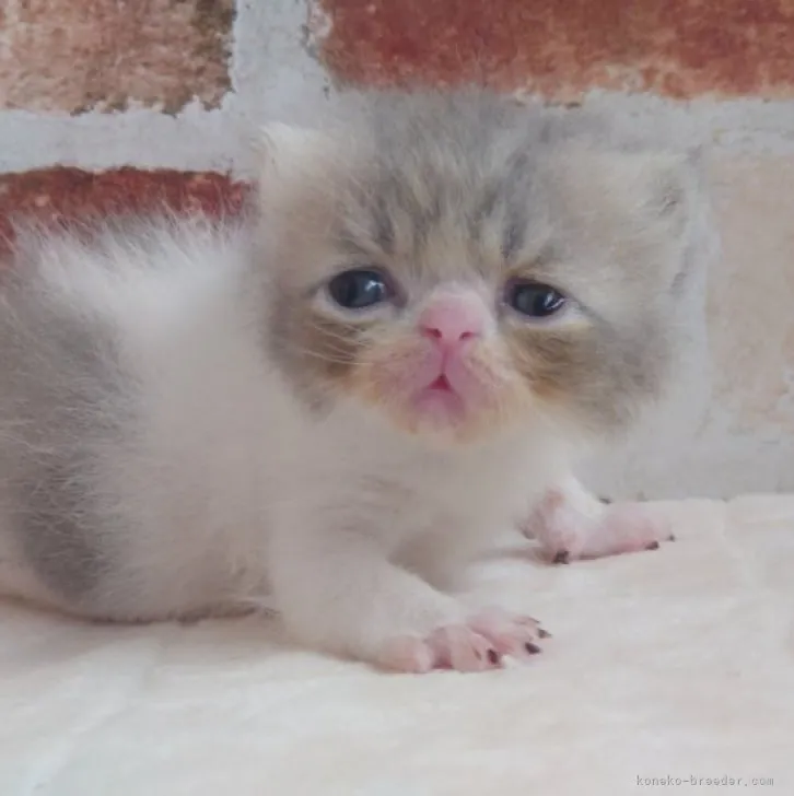 ID:2304-02803の子猫
