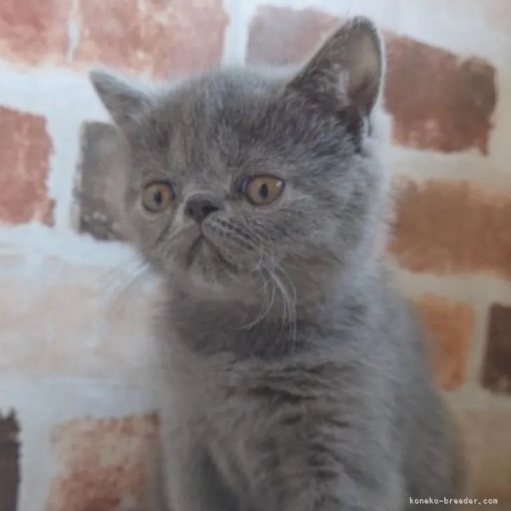 かな 様のお迎えした子猫