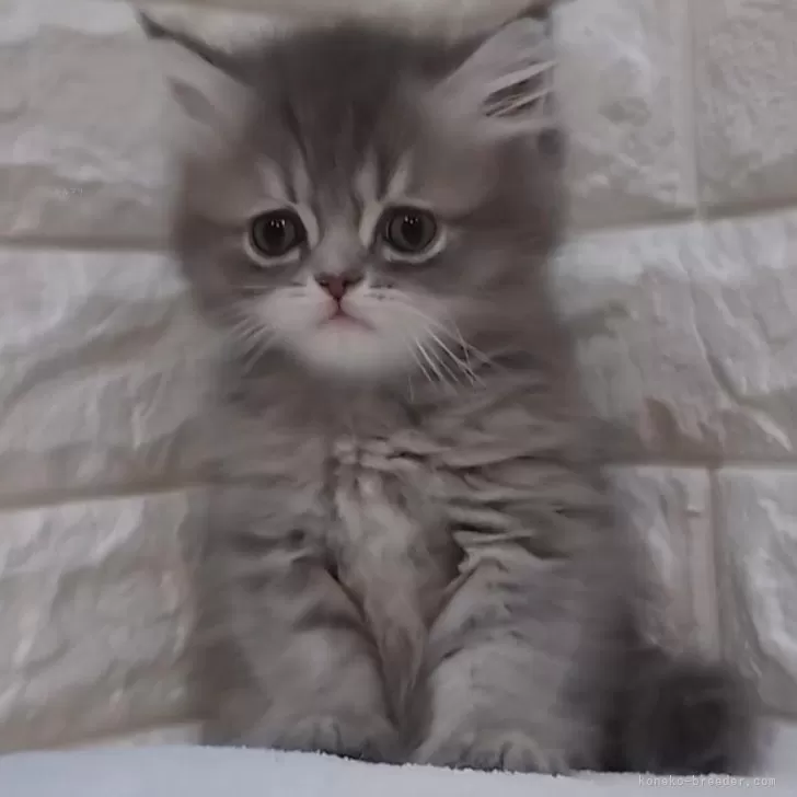 ID:2409-02889の子猫