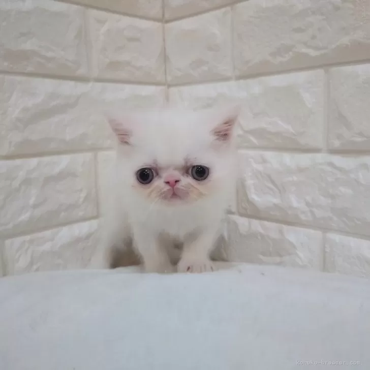 ID:2502-02510の子猫