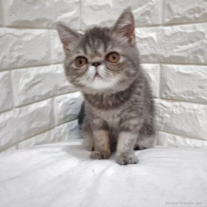 ID:2502-01323の子猫
