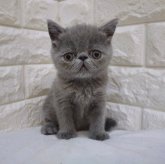 エキゾチックショートヘア