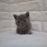 エキゾチックショートヘア