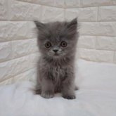 エキゾチックショートヘア