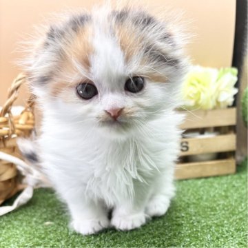 キャリコ(三毛猫)のスコティッシュフォールドの子猫を探す｜ブリーダー直販の子猫販売【みんなの子猫ブリーダー】